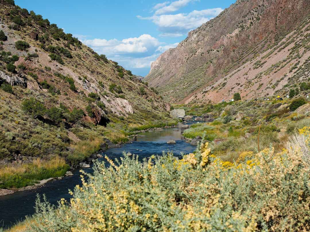 beautiful blooms along the Rio Grande