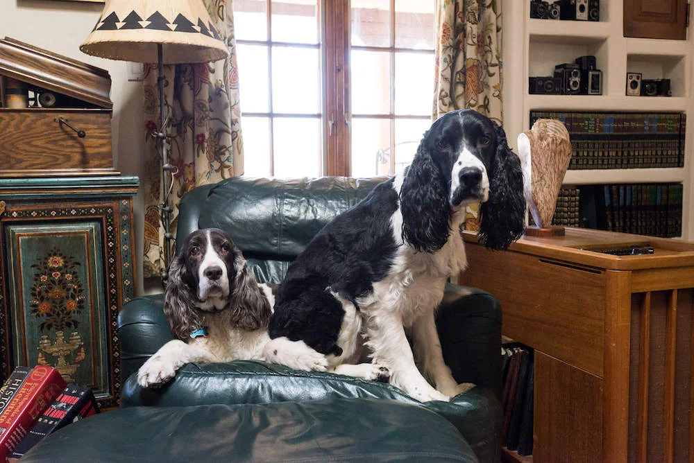 Lacey and Winston the Inn dogs